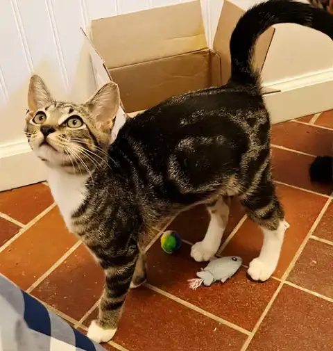 Kitten Bonkers photo 3