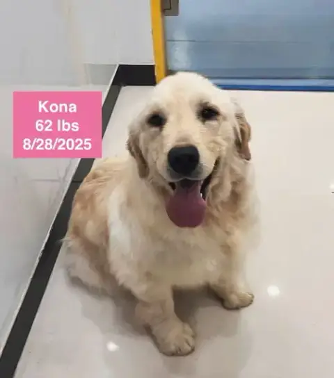 Kona