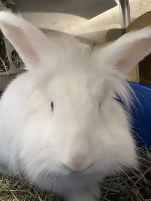 Basil photo 4