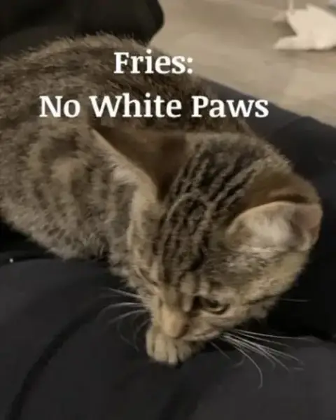 Fries