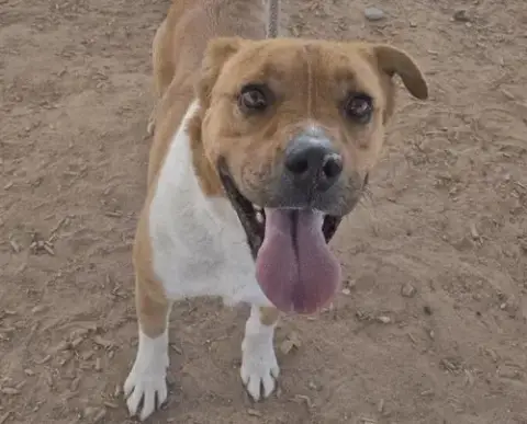 Bruno