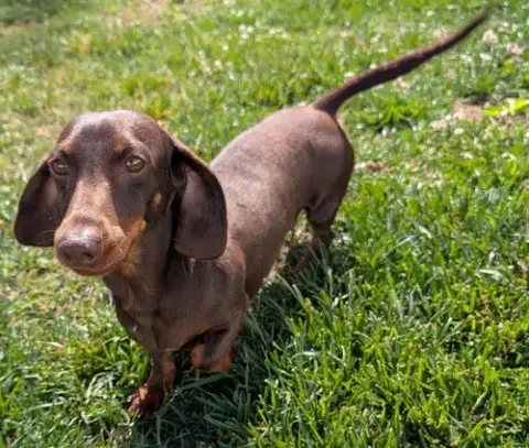 Snickers In Tn photo 2