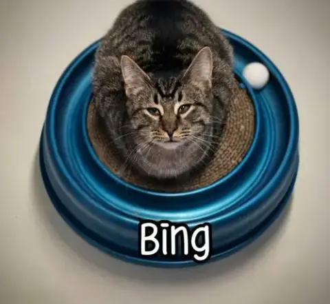 Bing photo 3