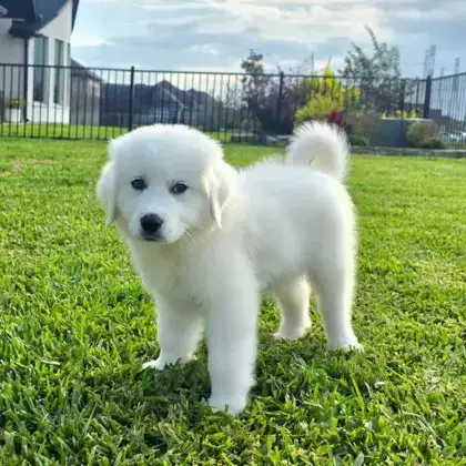 Harvey