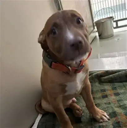 Harvey