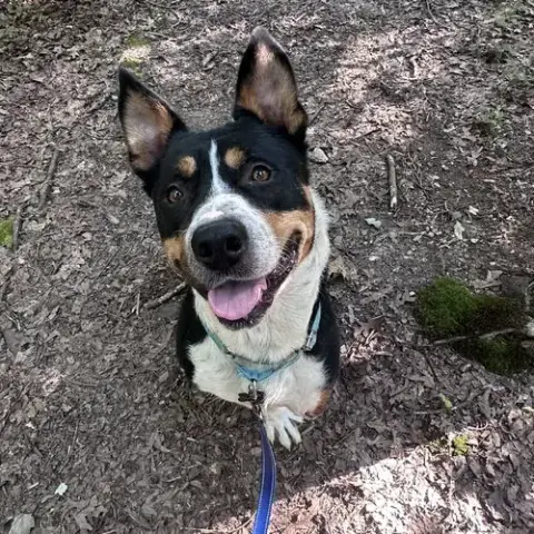 Duncan In Troy Va photo 2