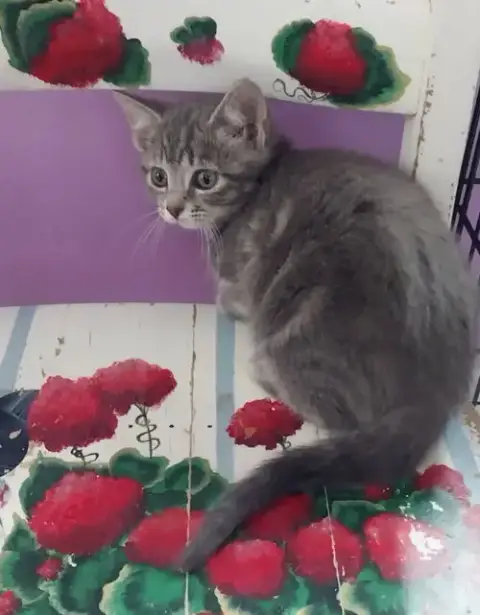 Baby Cakes * In Foster * photo 2