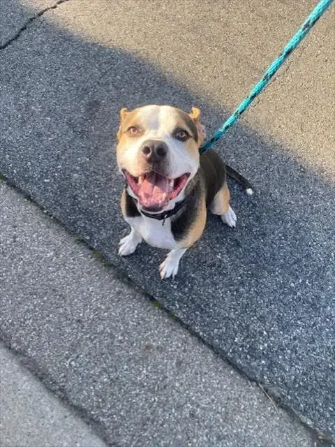 Yoshi
