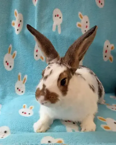 Honey Bun photo 4
