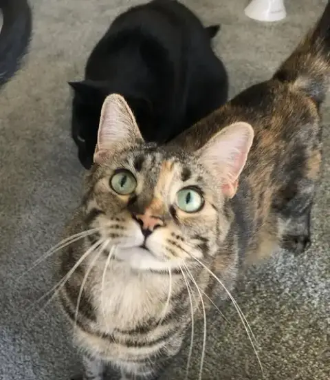 Duchess Country Club Fiv+ photo 2