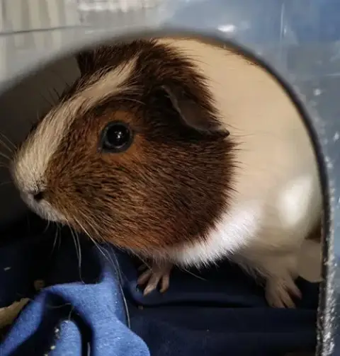 Hurley