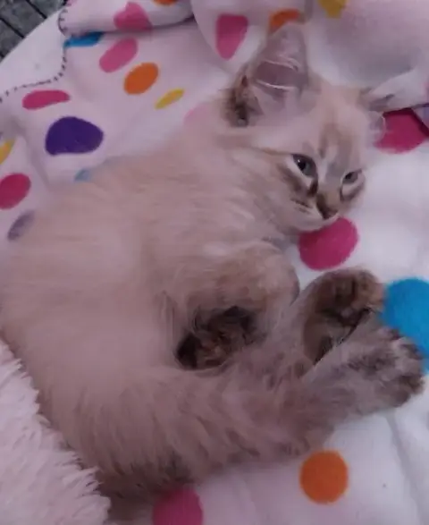 Brandi * In Foster * photo 2