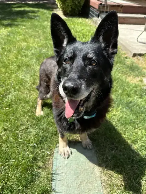 Stella photo 4
