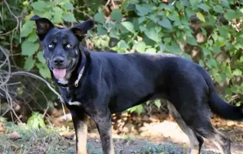 Artemis photo 3