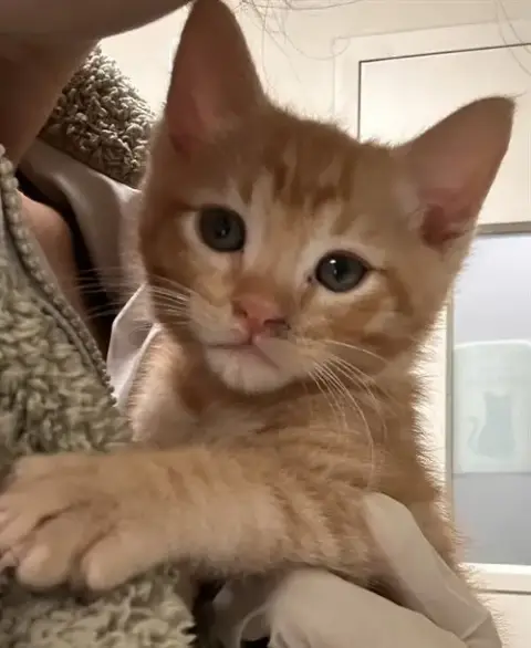 Cheddar