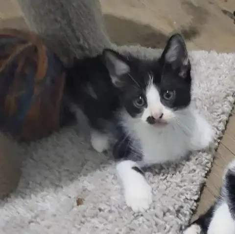 Cookie Jar Kittens! photo 5