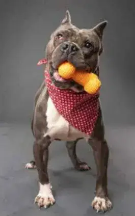 Big Max