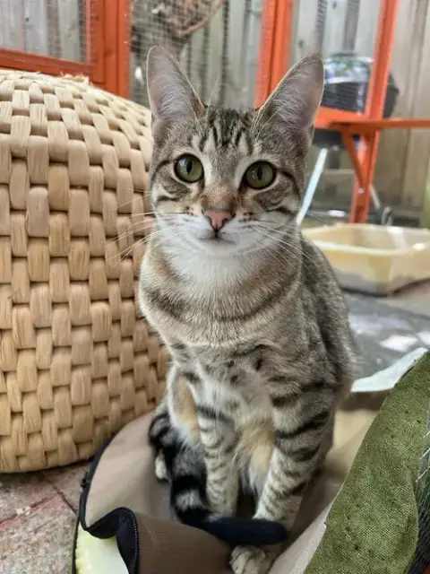 Nismo & Chai photo 3