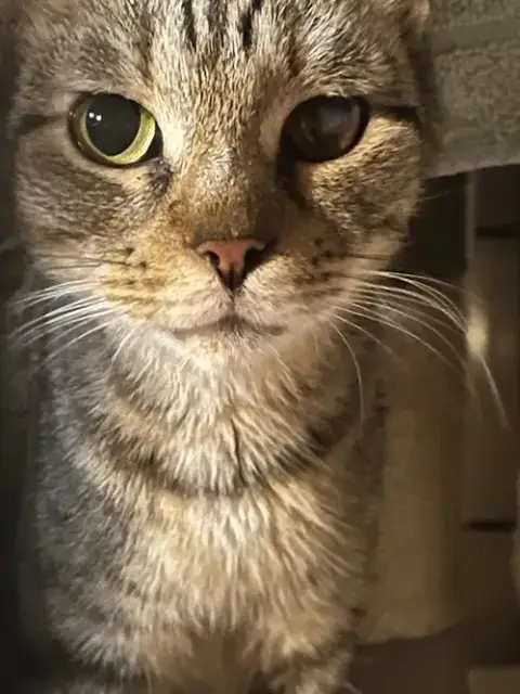 Wishy Whispy
