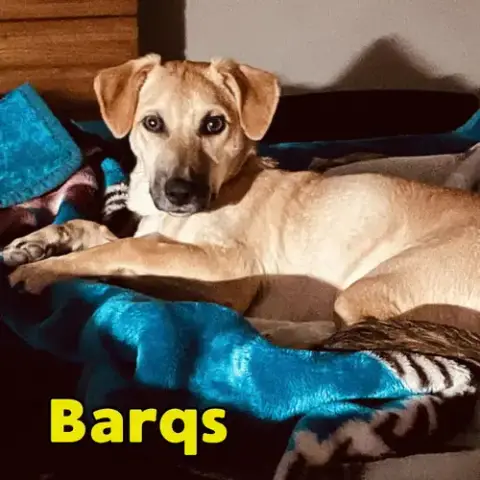 Barq'S Root Beer photo 4