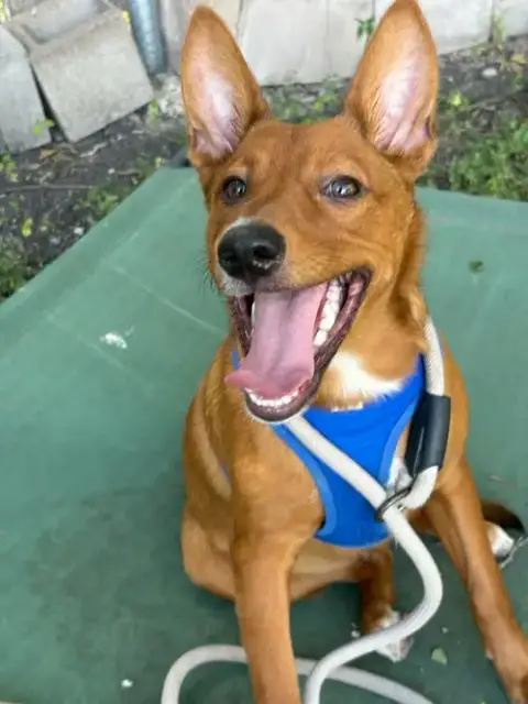 Bruno photo 2