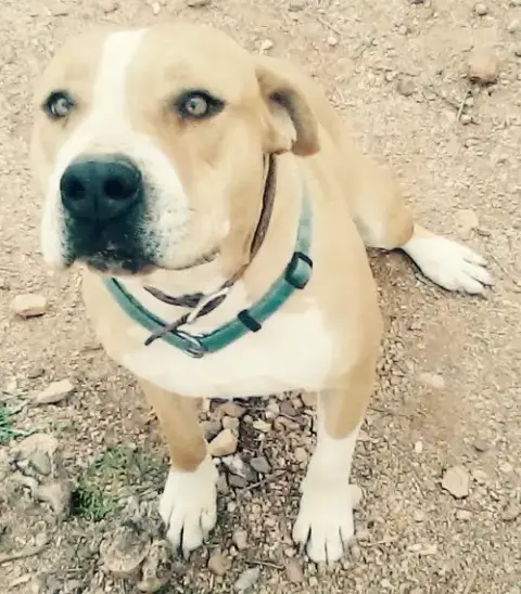 Sarge photo 5