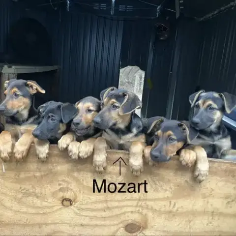 Mozart photo 2