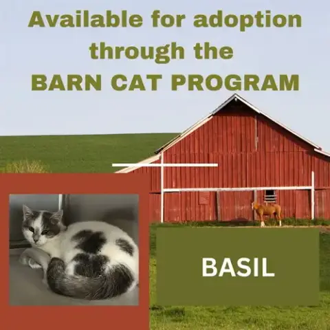 Basil Barn Cat