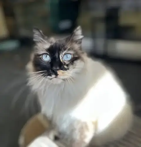 Layla