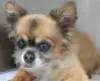 Foha Sponsorship Dogs