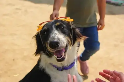 Mowgli photo 2