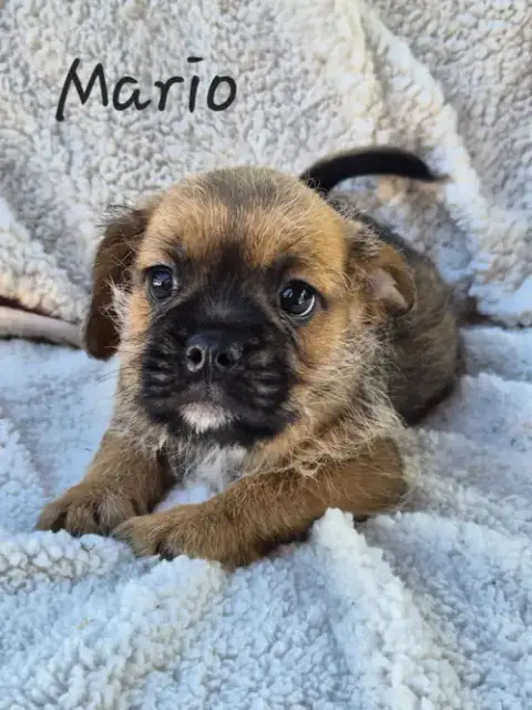 Mario