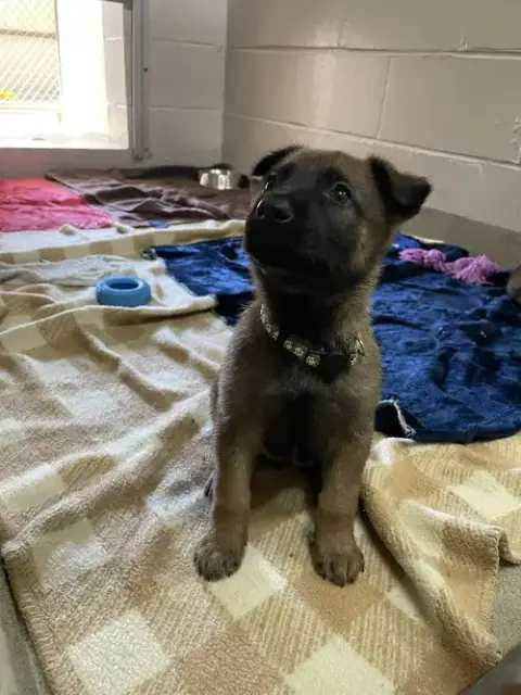 Geo Pups Limestone photo 2