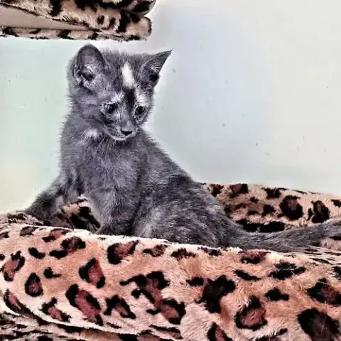 Missy photo 3