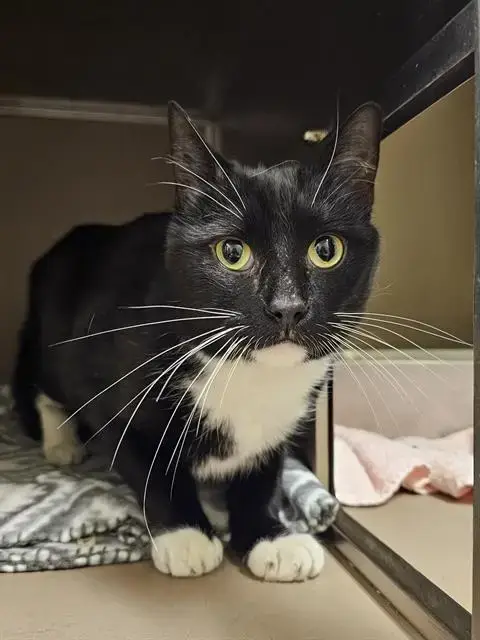 Sylvester