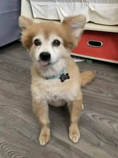 Eevee photo 4