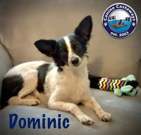 Dominic photo 3