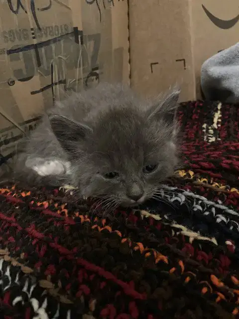 Mittens