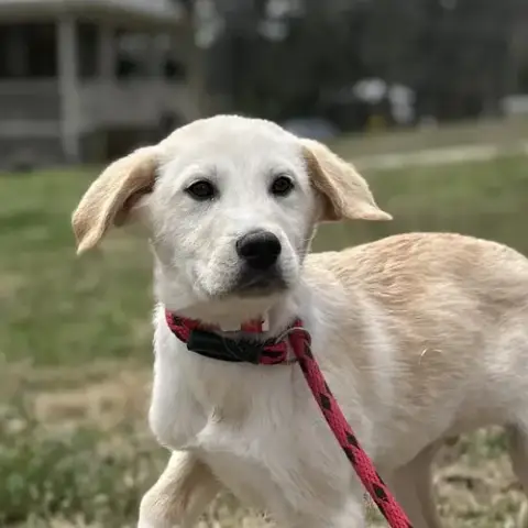 Olaf