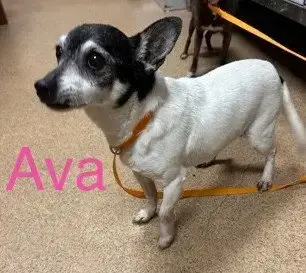 Avah Tx photo 2