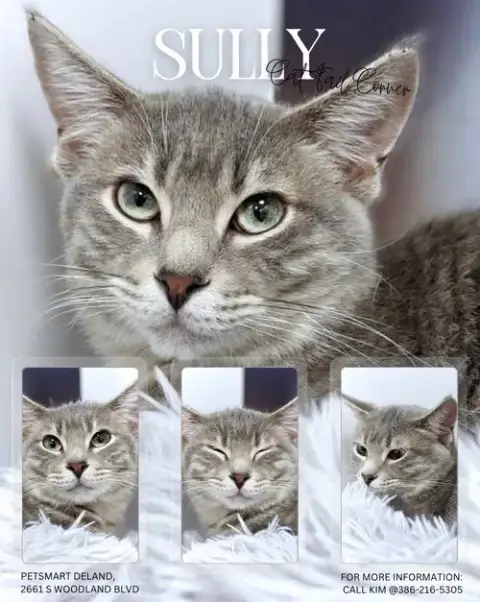 Sully photo 4