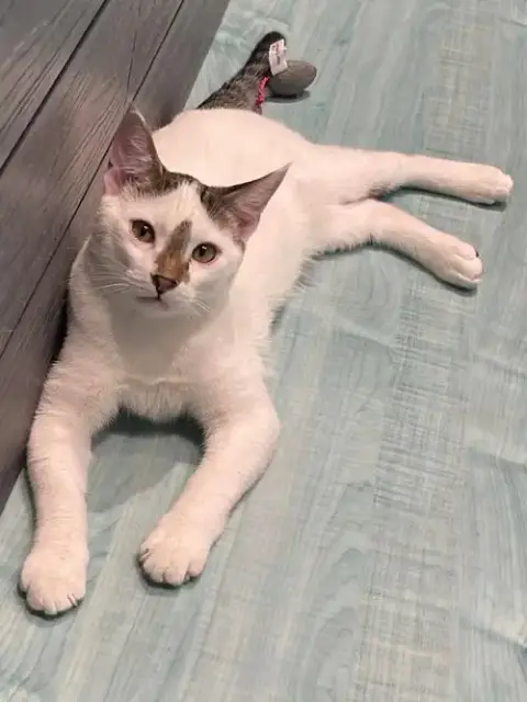 Snowball