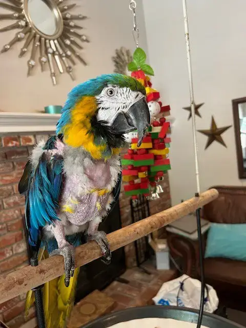 Gizmo