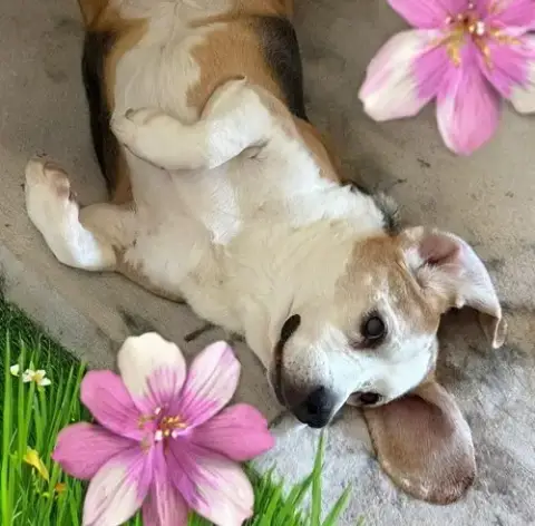 Solo-Adopted 2/15/26 W/Gunny! photo 4