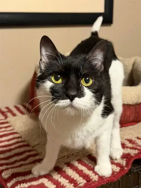 Bobbie
