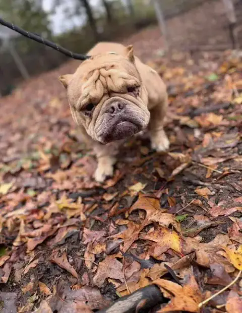 Truffle photo 2