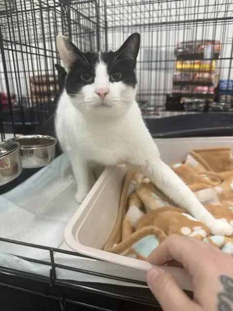 A Tootyta
