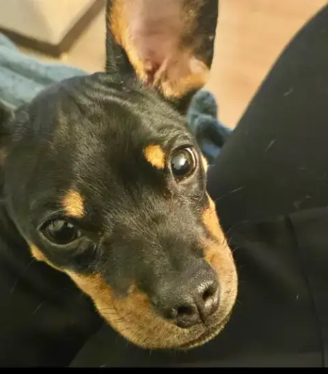 Puppy Norman photo 5