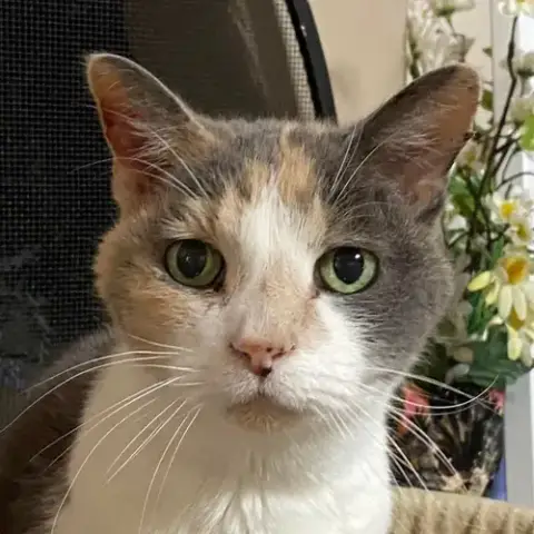 Kitty Kiki photo 4