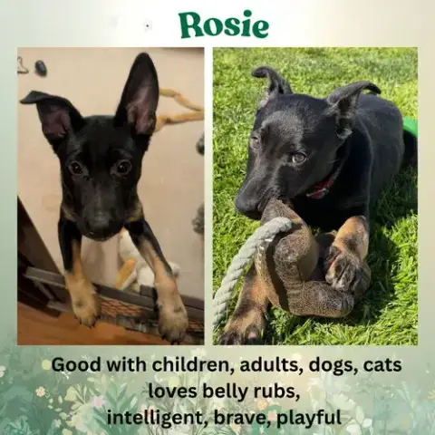 Rosie